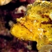 scorpionfish_leaf_db_v_0705_png2250.jpg